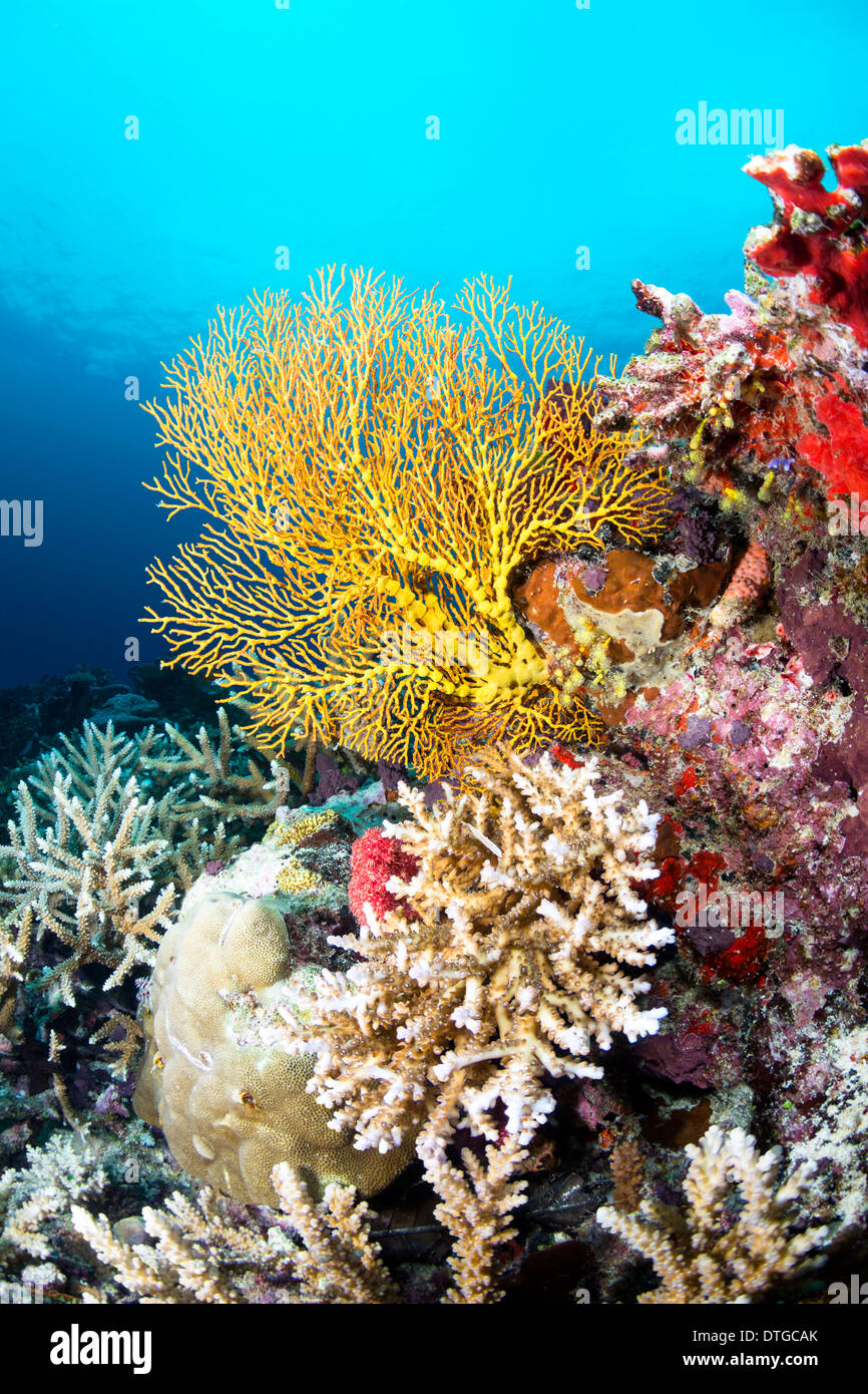 Image of a beautiful yellow sea fan on a reef covered with sponges and hard corals, shot in Fiji. Stock Photo