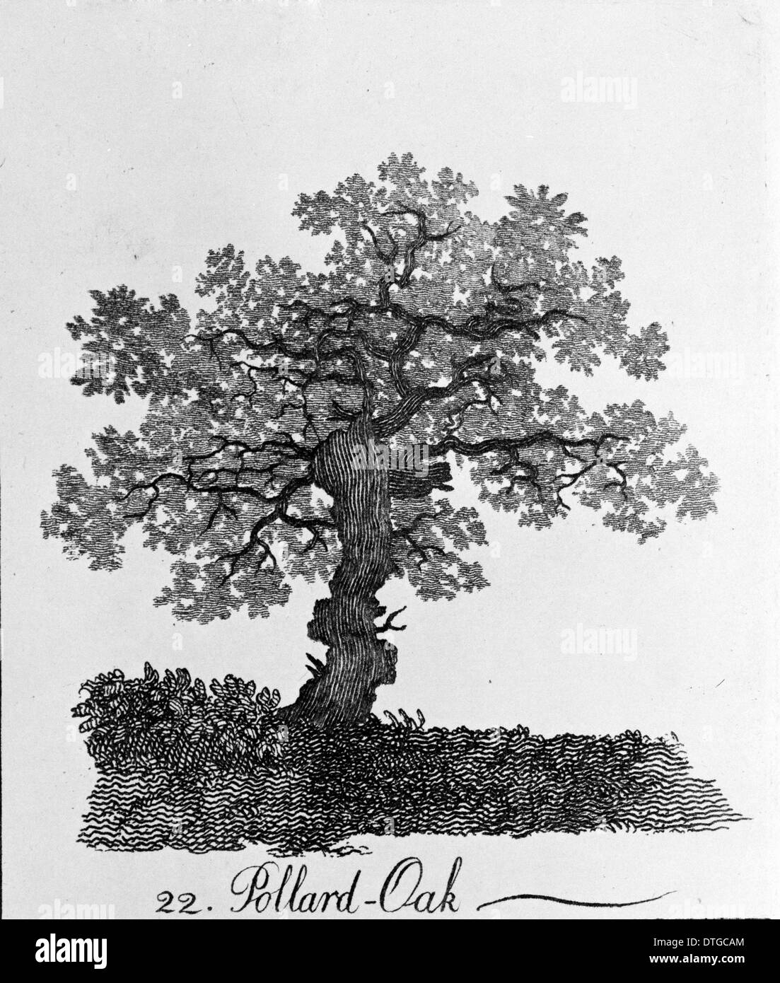 Quercus, pollard oak Stock Photo