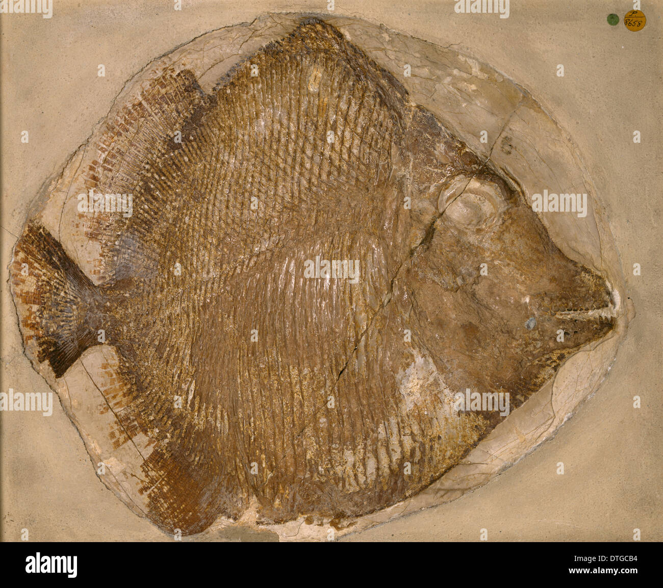 Fossilised Mesturus verrucosus Stock Photo