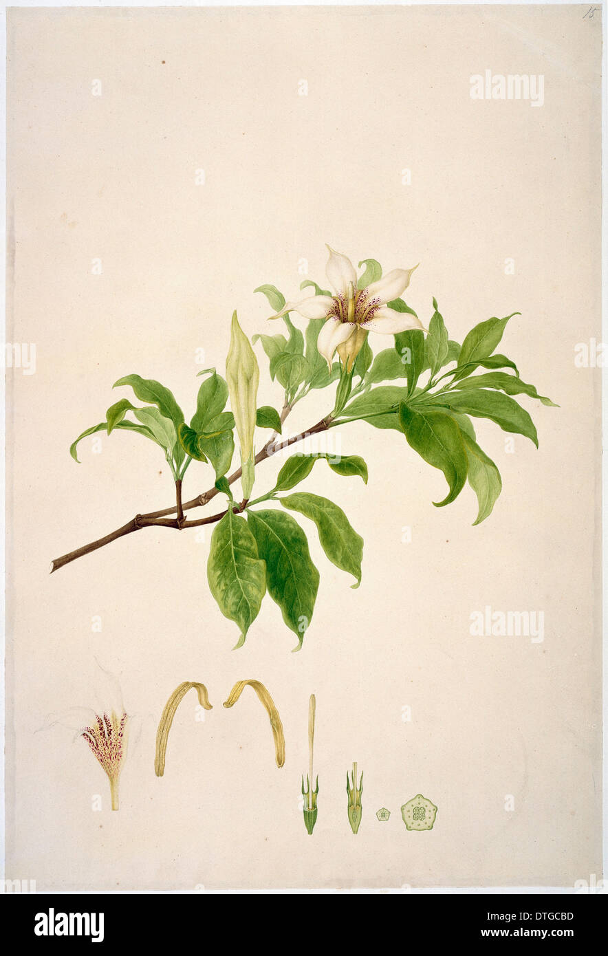 Gardenia rothmannia, candlewood Stock Photo