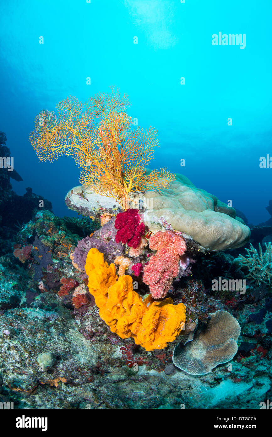 Image of a beautiful yellow sponge and sea fan gracing a tiny reef structure in Fiji. Stock Photo