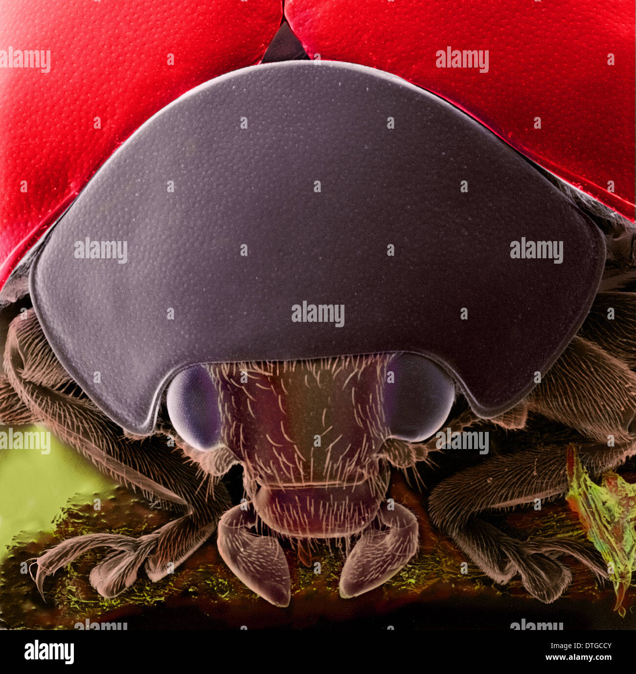 Coleoptera Insect Microscope High Resolution Stock Photography and ...