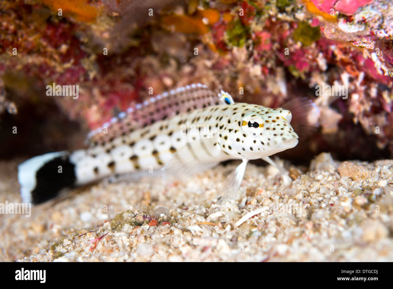 Image of a tropical sandperch resting on the bottom. Focus is on the eye. Stock Photo