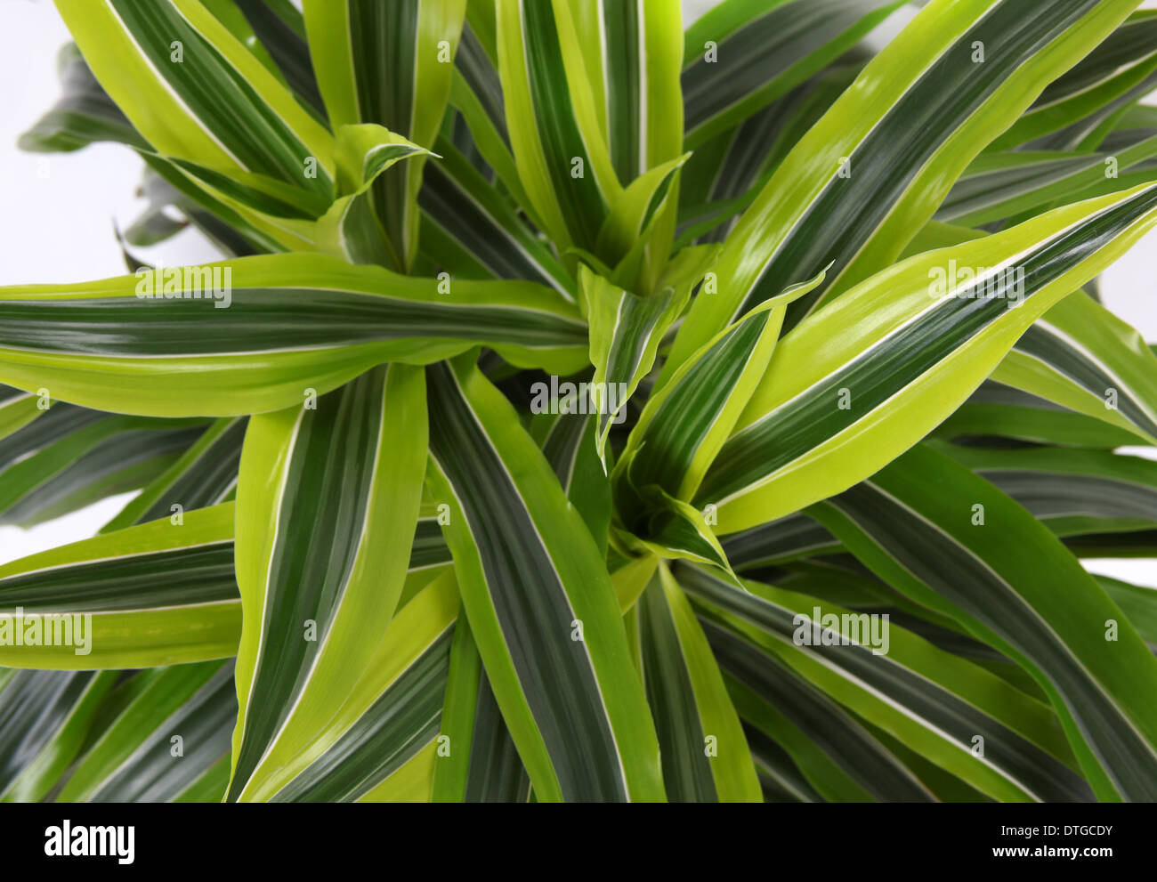 Chlorophytum - evergreen perennial flowering plants in the family Asparagaceae. Stock Photo