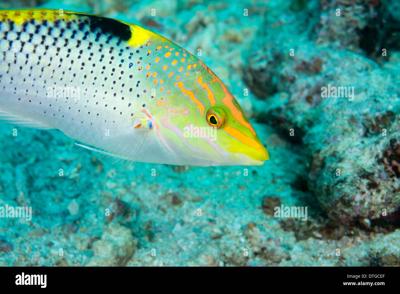 A beautiful vibrant tropical fish called a wrasse swims over a reef in Fiji. Focus is on the eye. Stock Photo