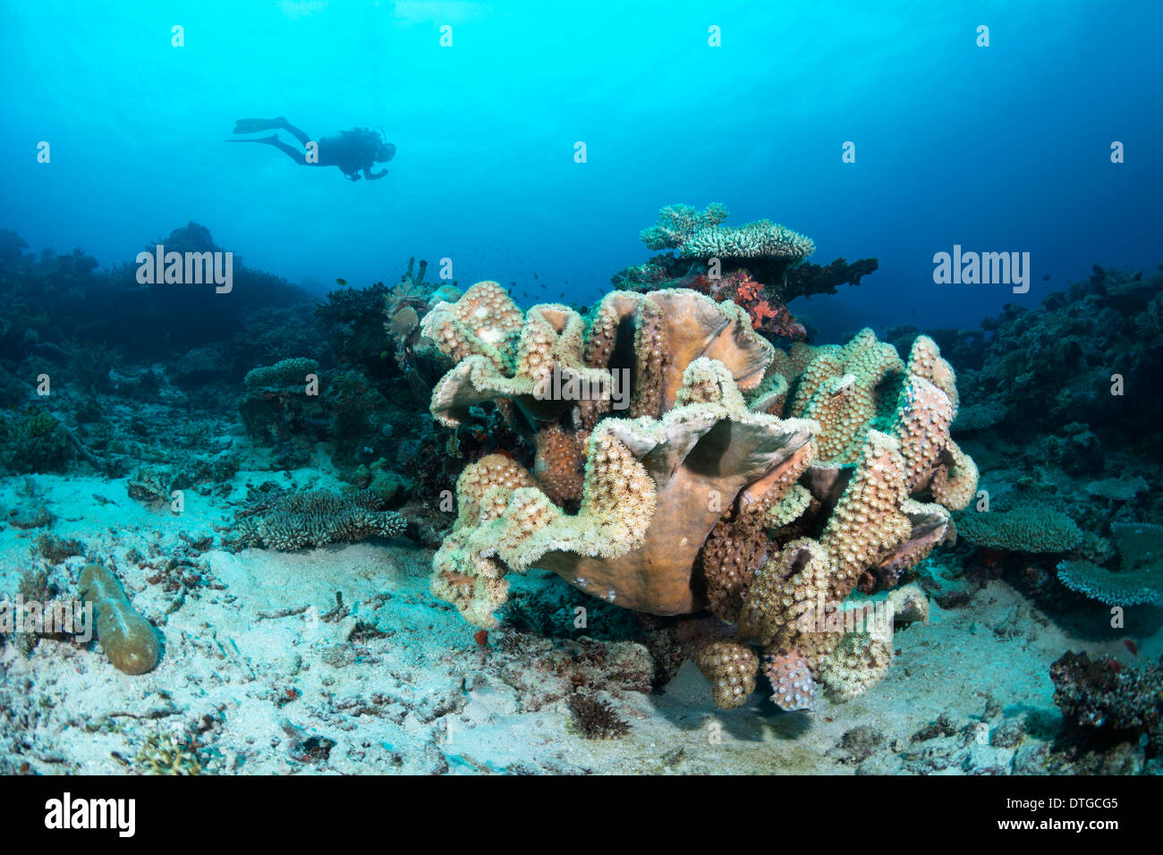 A scuba diver swims past an unusual hard coral formation covered with a colony of cup corals. Stock Photo