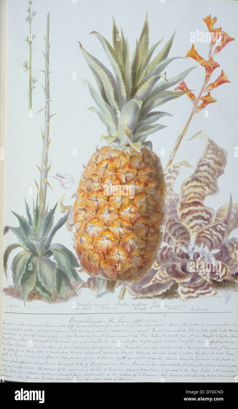 Ananas sp., pineapple Stock Photo