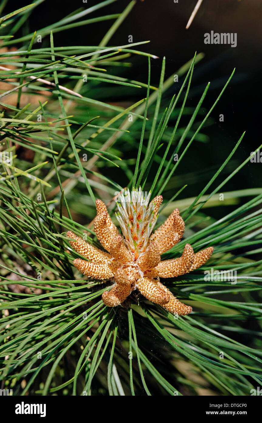 Scots Pine (Pinus sylvestris), male blossoms, North Rhine-Westphalia, Germany Stock Photo