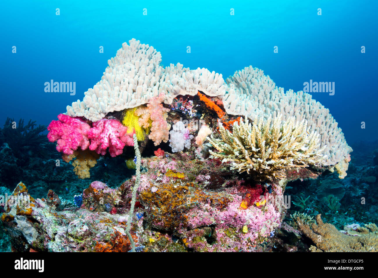 Beautiful mushroom shaped coral head with pretty pink soft corals Stock Photo
