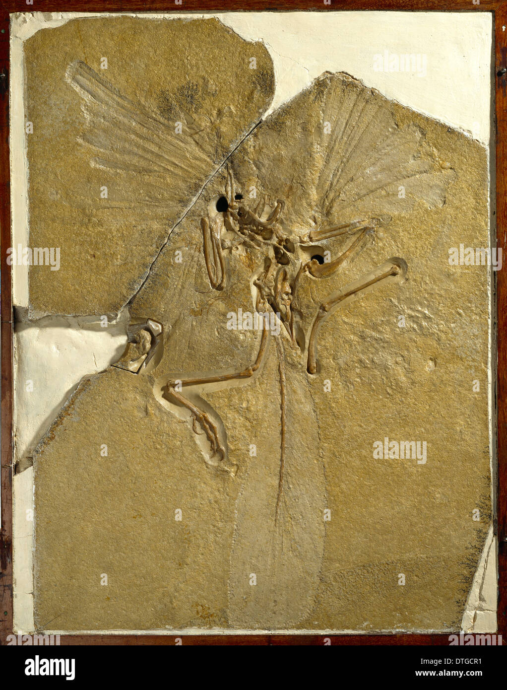 Archaeopteryx lithographica [London specimen] Stock Photo