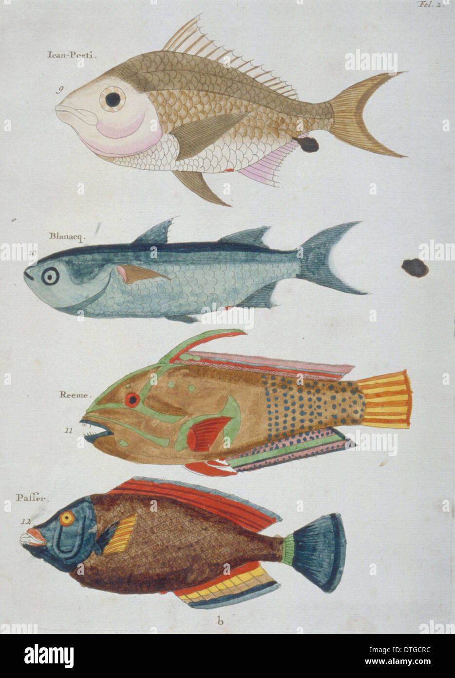 Colourful illustration of four fish Stock Photo