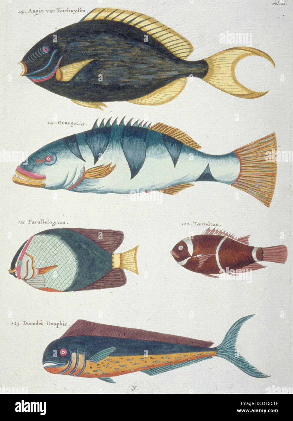 Colourful illustration of five fish Stock Photo
