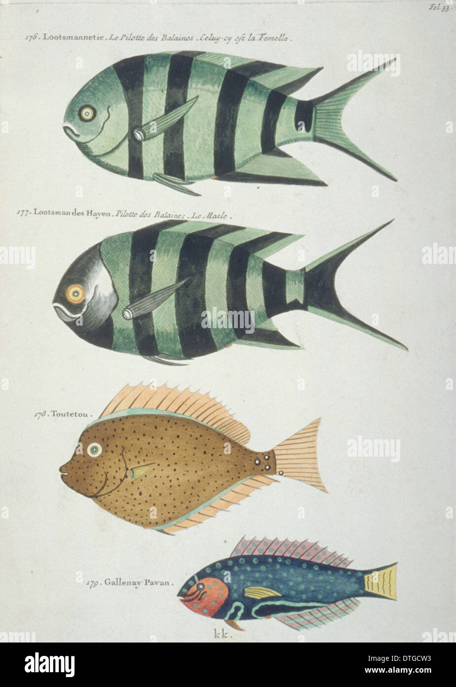 French fish illustration hi-res stock photography and images - Alamy