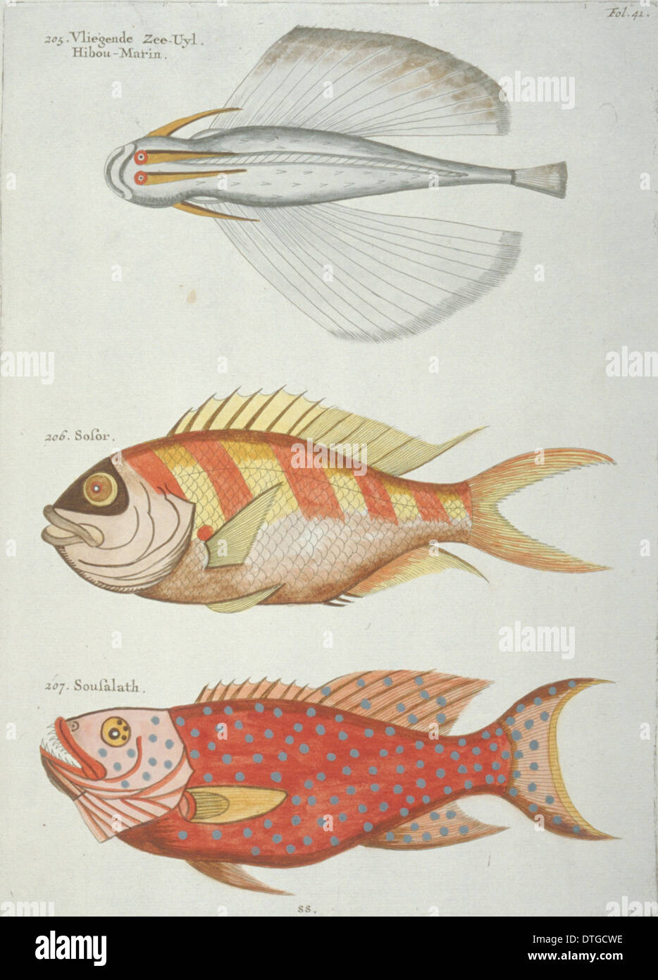 Colourful illustration of three fish Stock Photo - Alamy