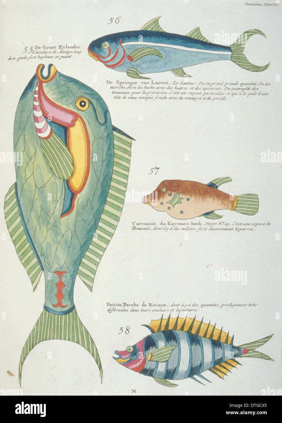 Colourful illustration of four fish Stock Photo