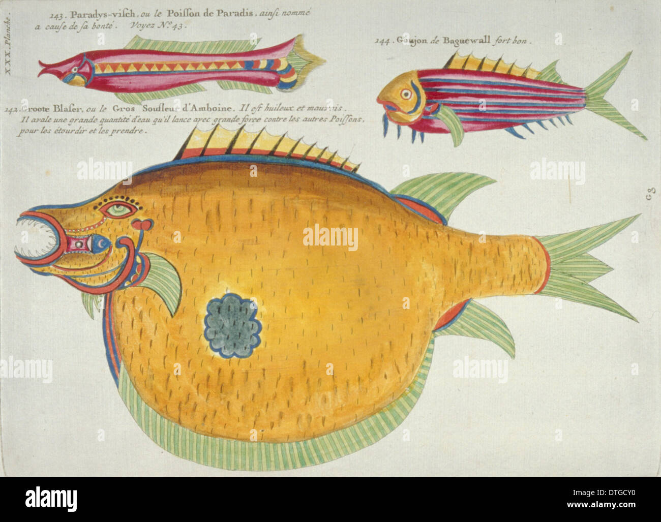 Colourful illustration of three fish Stock Photo