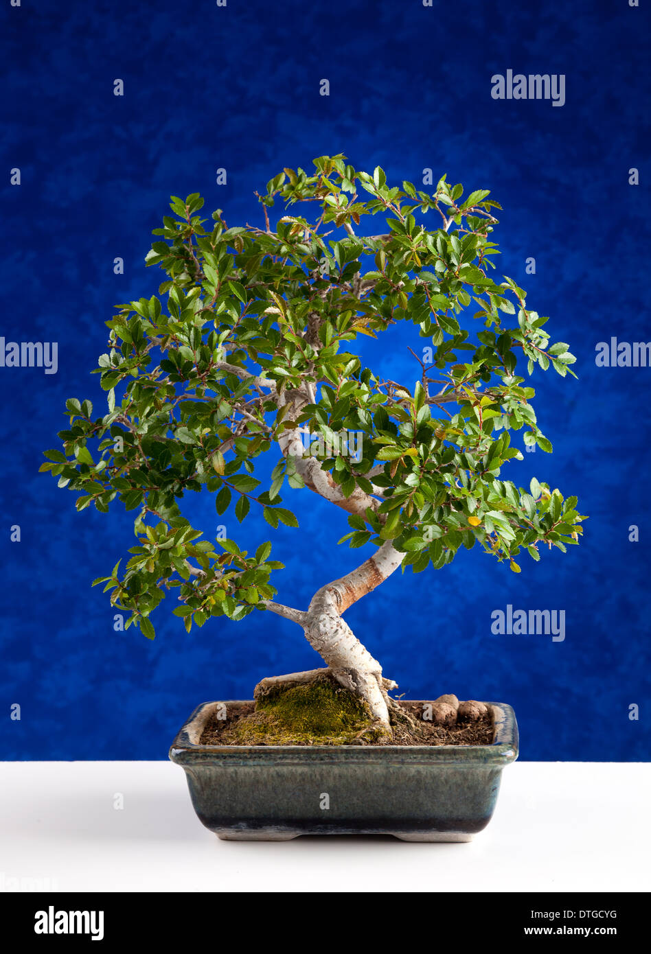 Botany bonsai tree hires stock photography and images Alamy