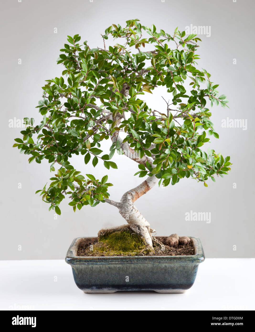 Bonsai tree photographed in the studio on gray background Stock Photo ...