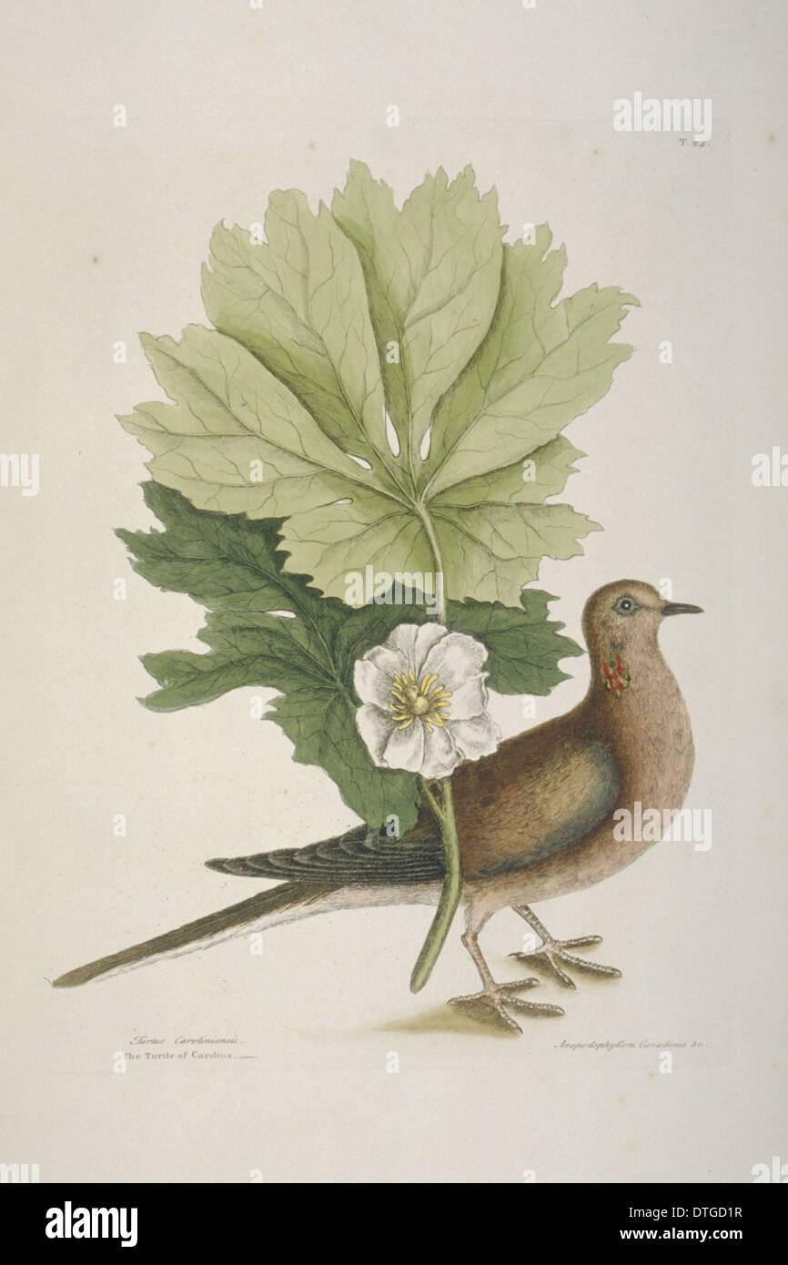 Zenaida macroura, mourning dove Stock Photo Alamy