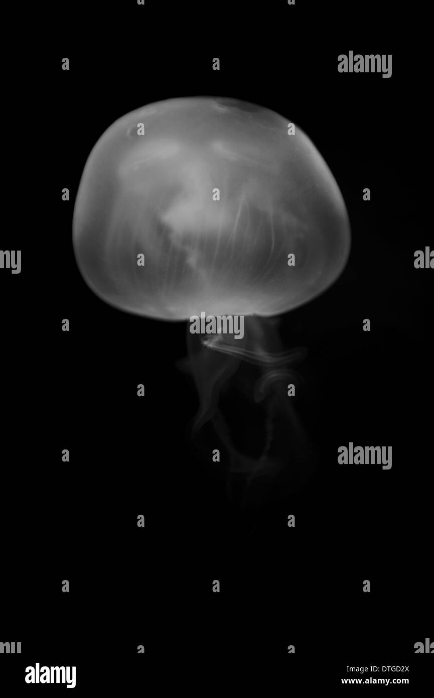Close up shots of a moon jellyfish life in an aquarium Stock Photo