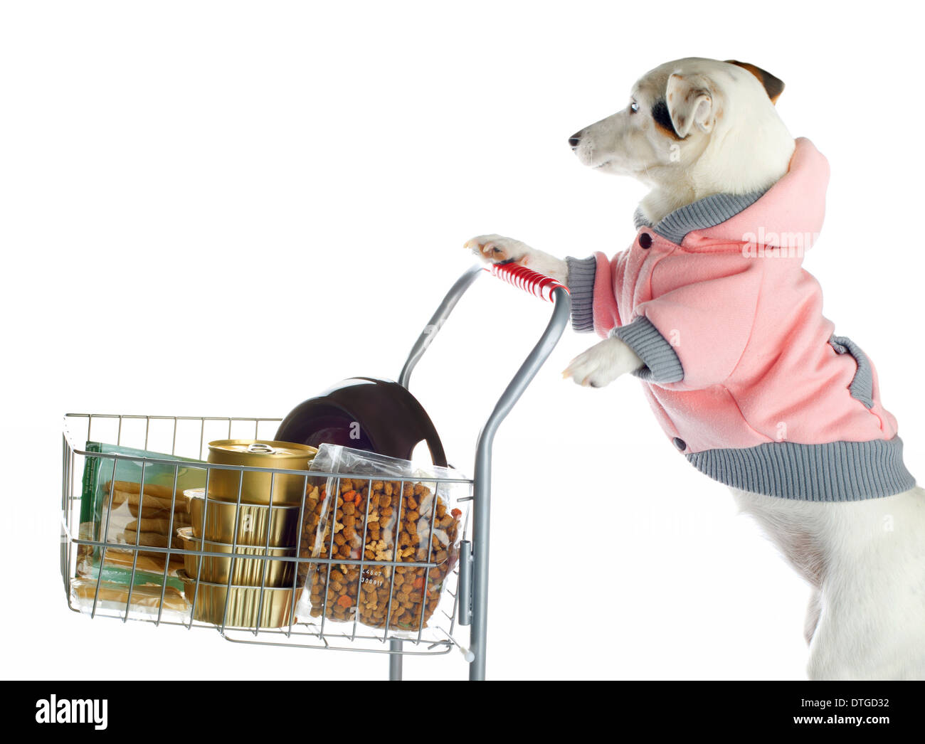 Jack Russell dog pushing a shopping cart full of food on white