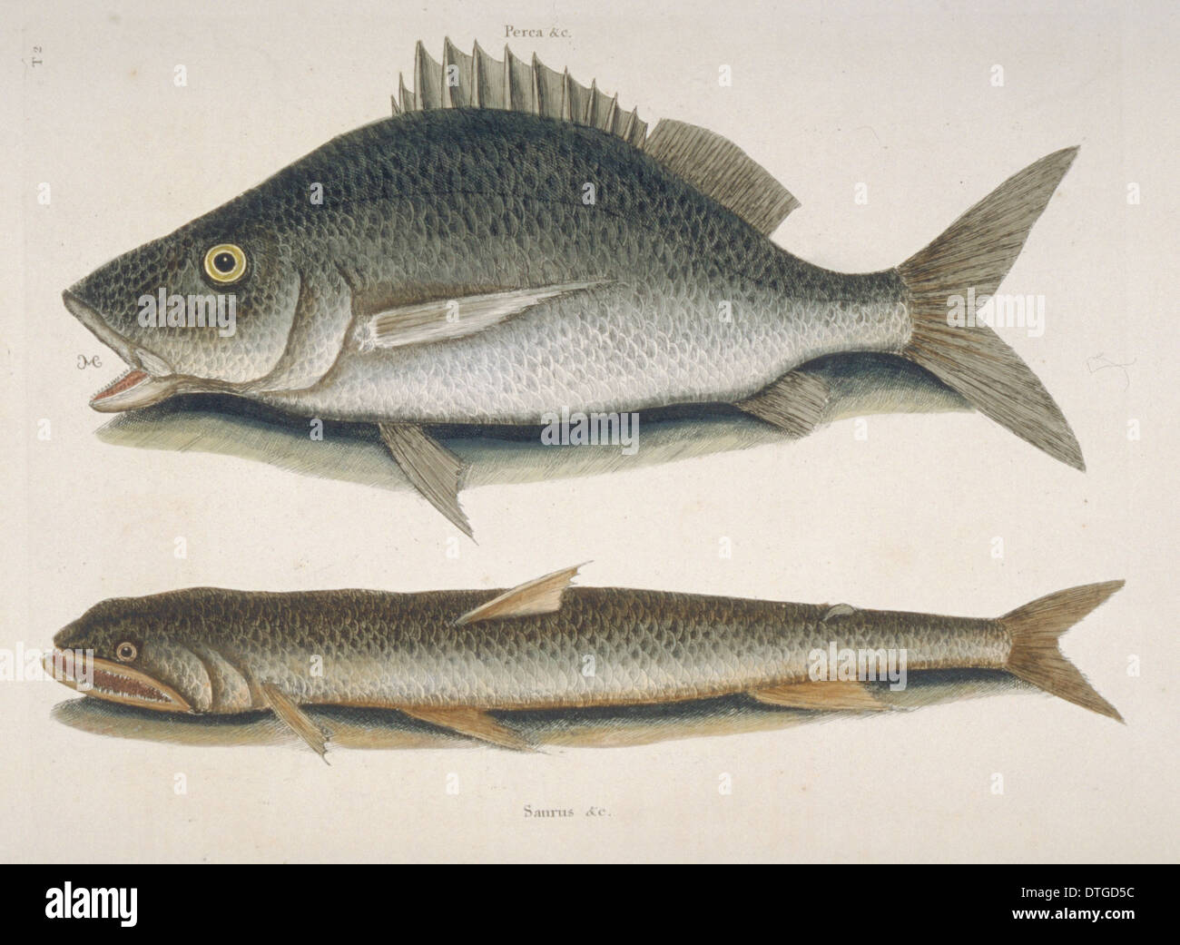 Margate fish (top) & sea sparrow-hawk (bottom) Stock Photo