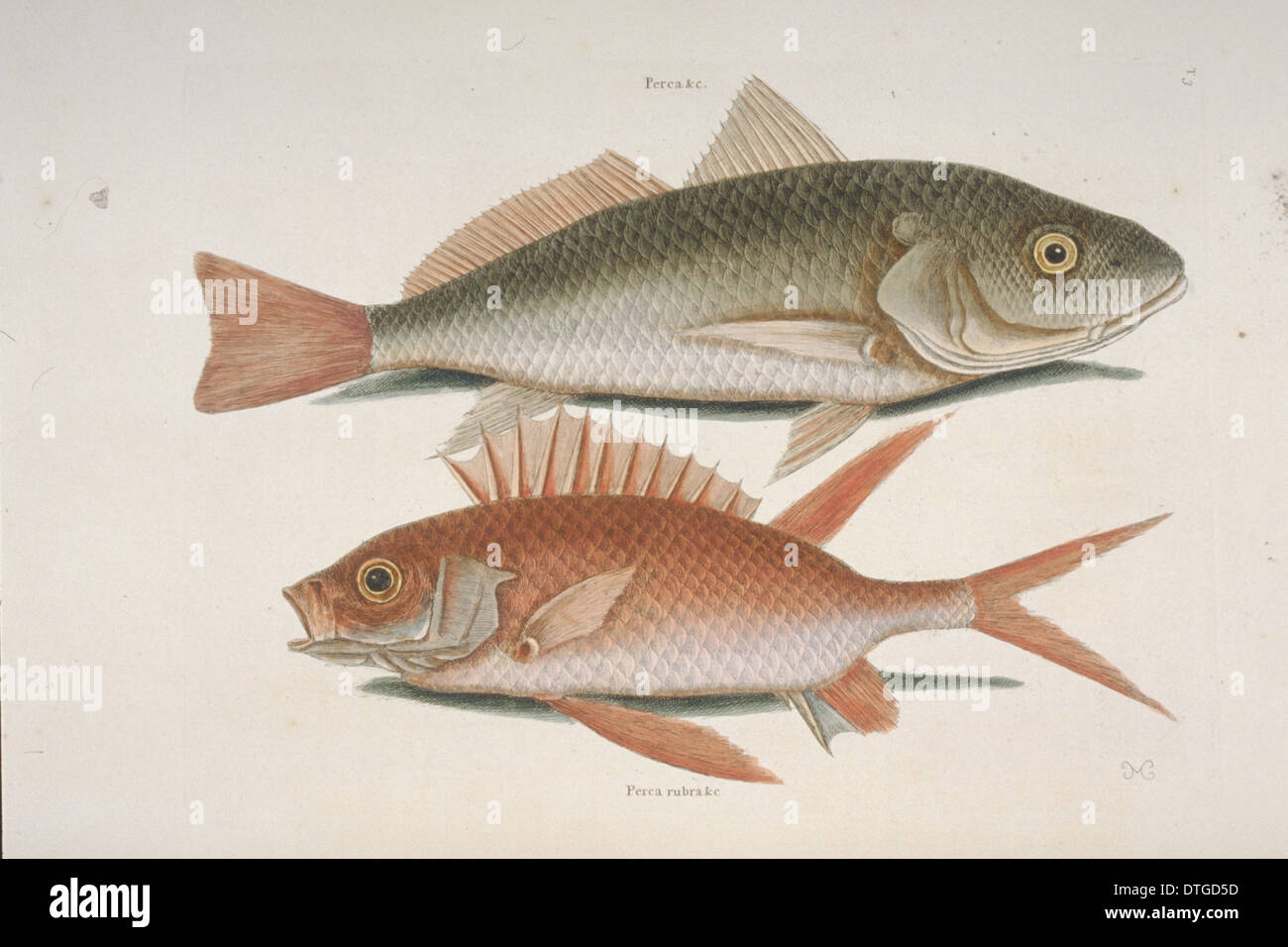 Perca sp., croker & Holocentrus sp., squirrelfish Stock Photo