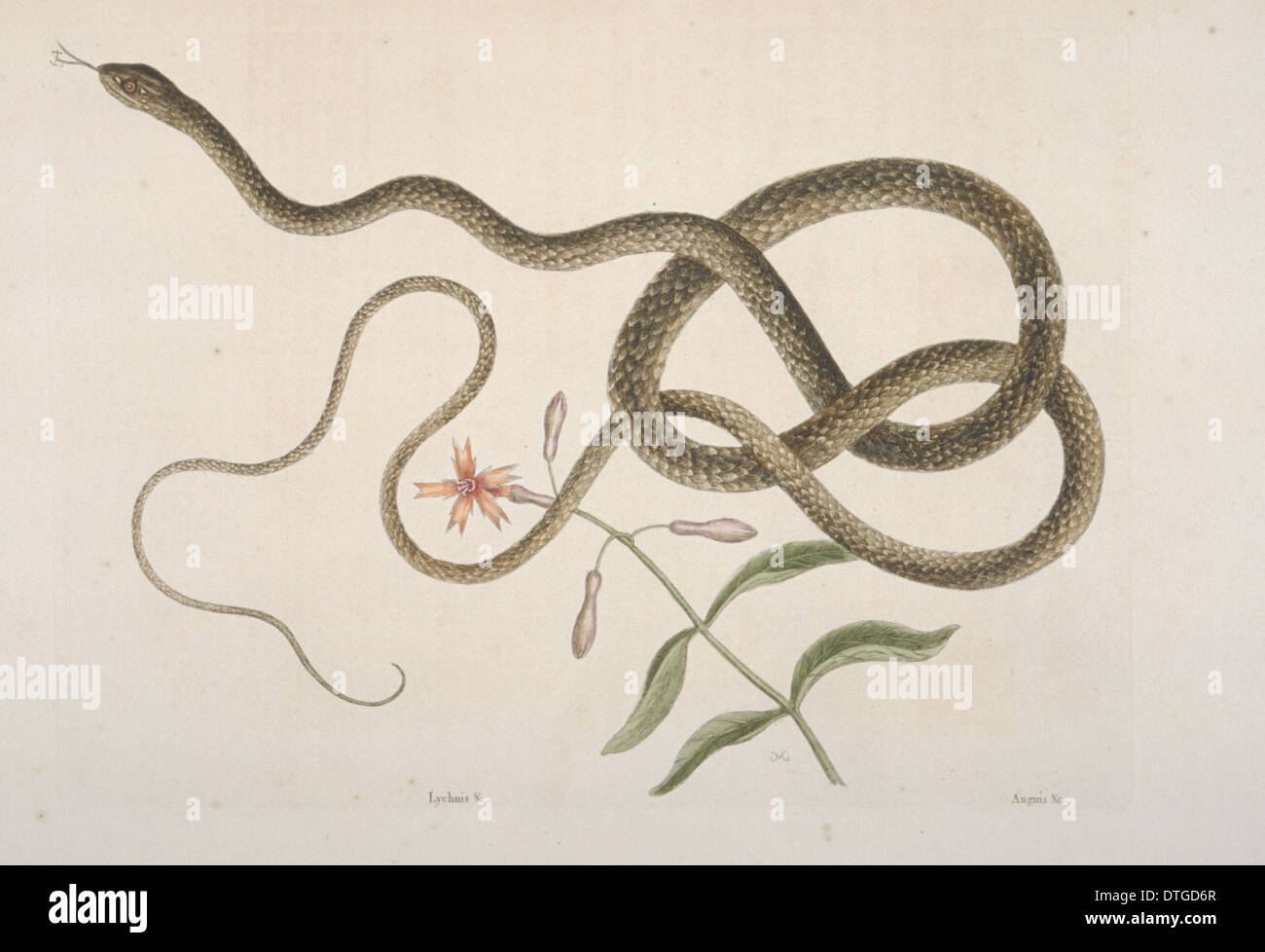 Masticophis flagellum, coachwhip snake Stock Photo