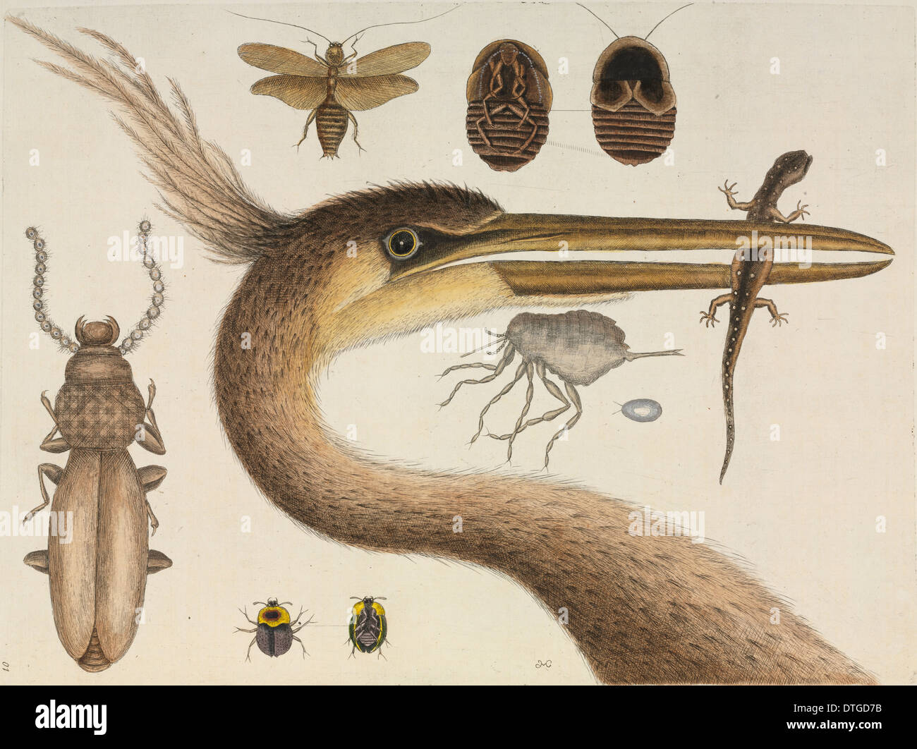 Mark catesby hires stock photography and images Alamy