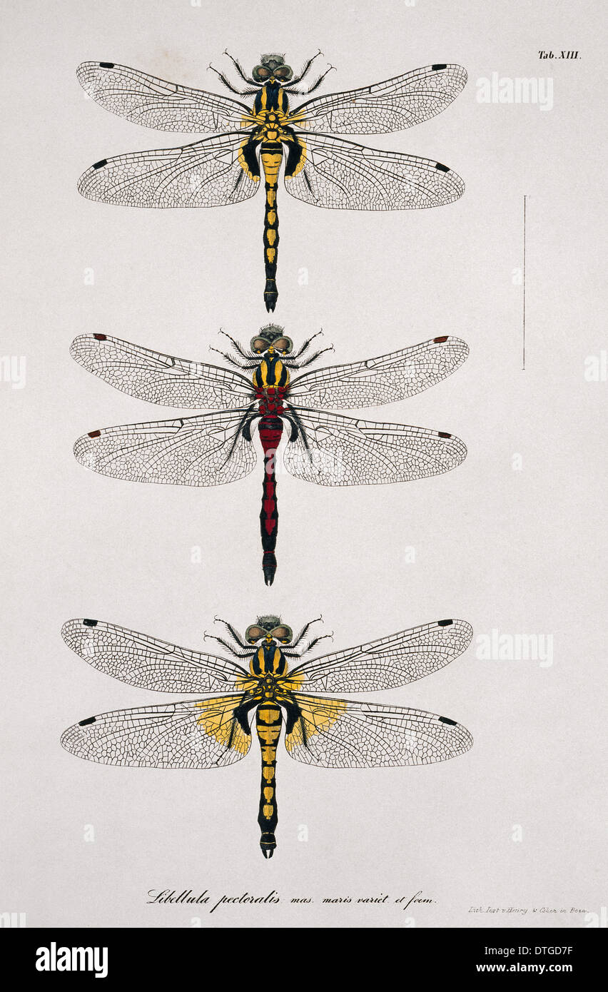 Plate 13 from Libellulinae Europaeae by de Charpentier Stock Photo