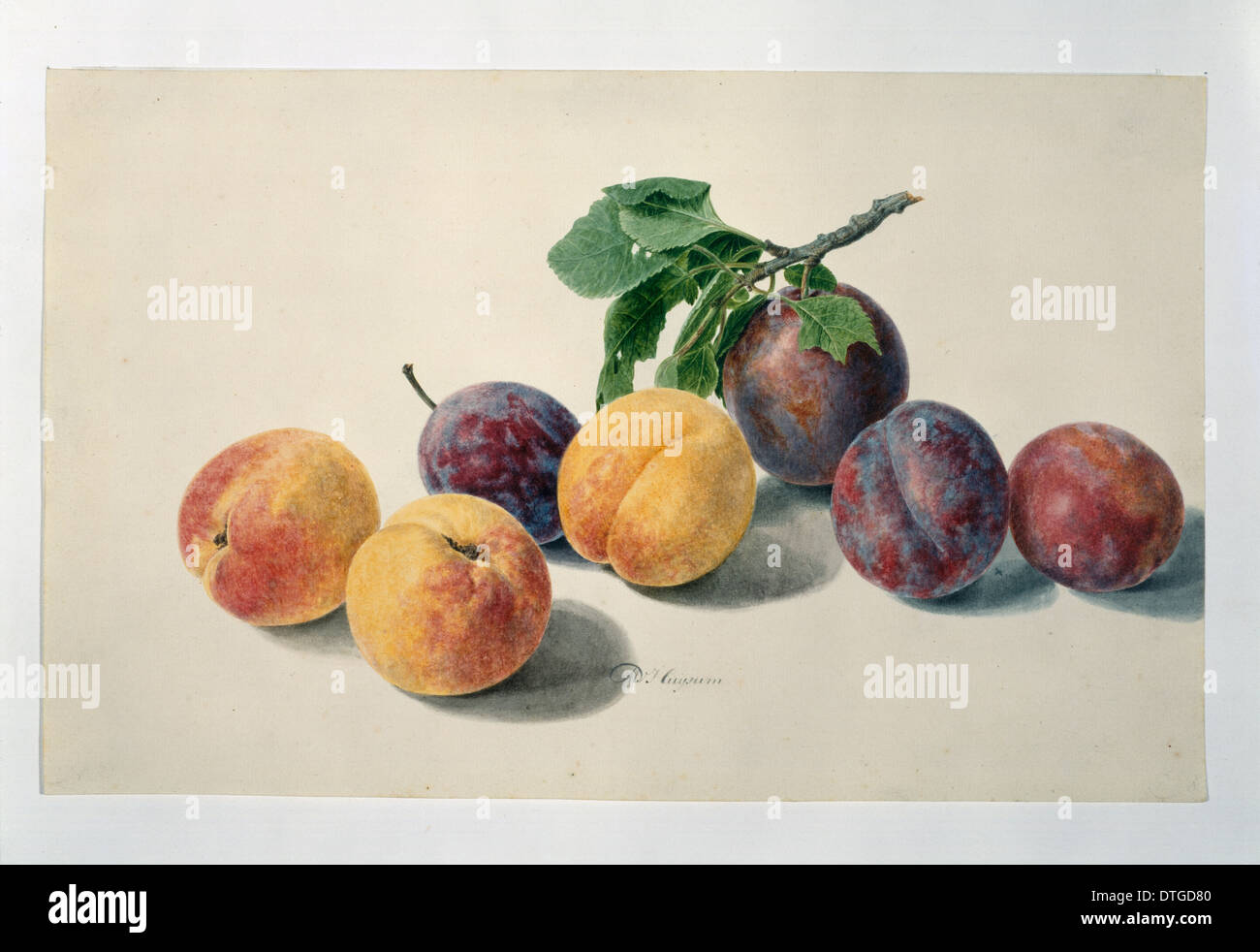 Prunus sp., peaches and plums Stock Photo Alamy