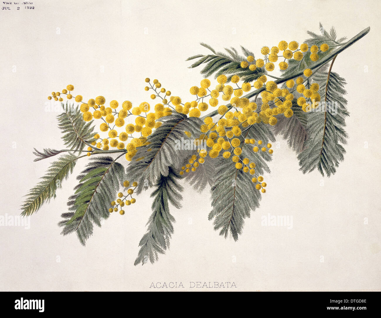 Acacia dealbata, mimosa or silver wattle Stock Photo