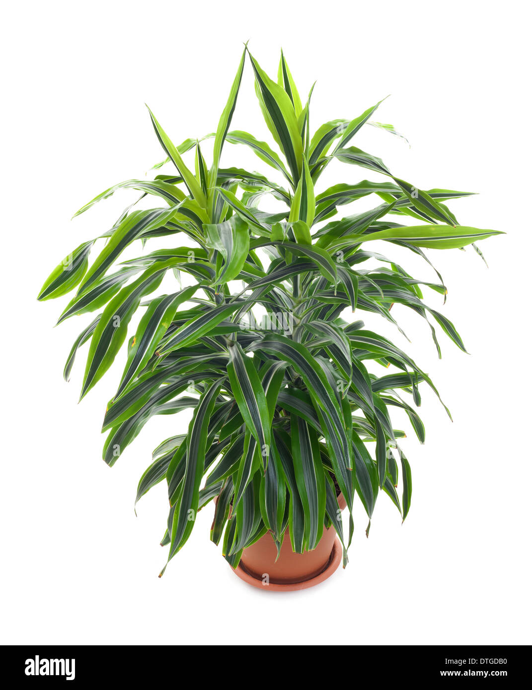 Chlorophytum - evergreen perennial flowering plants in the family Asparagaceae. Stock Photo