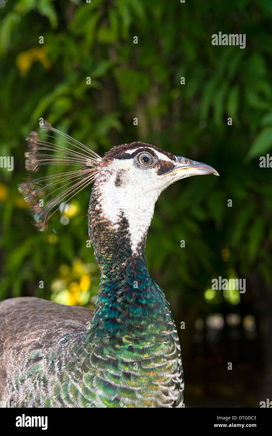 A profile of a peacock hen with a beautiful crest display Stock Photo