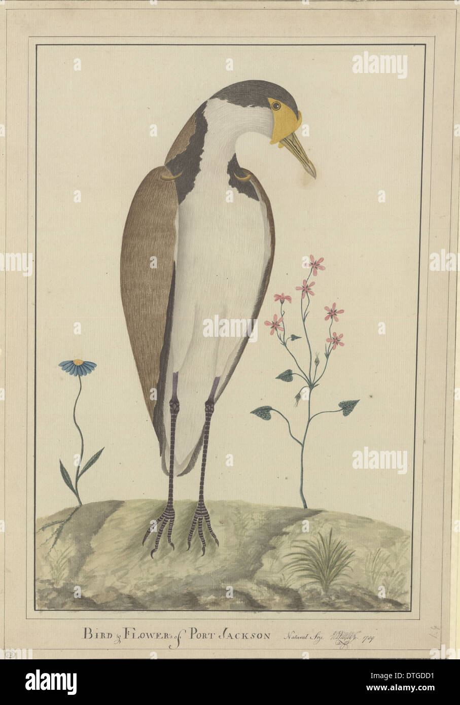 Vanellus miles, masked lapwing Stock Photo Alamy