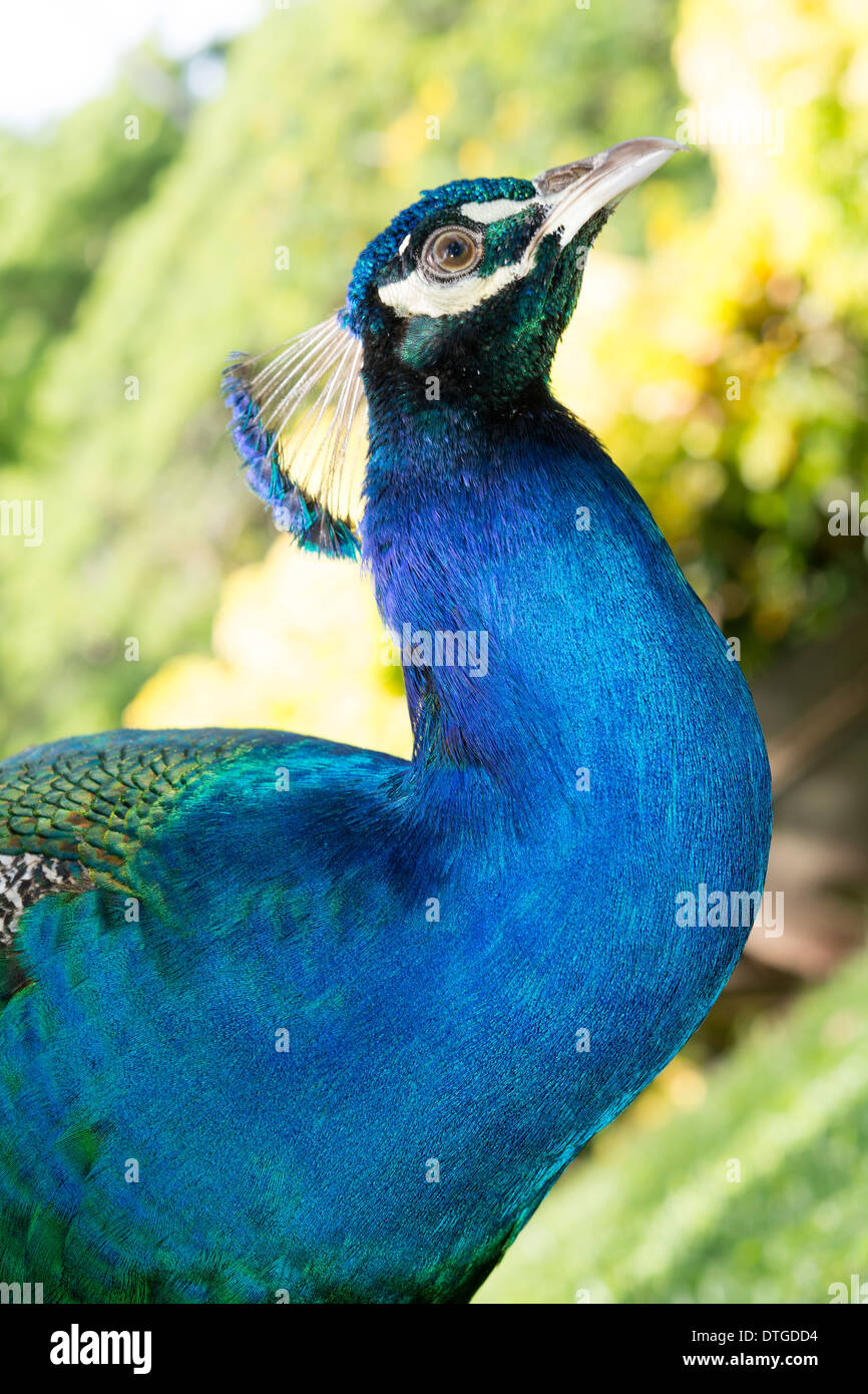 Beautiful peacock with magnificent blue feathers and head crest shot in the tropics of Fiji Stock Photo