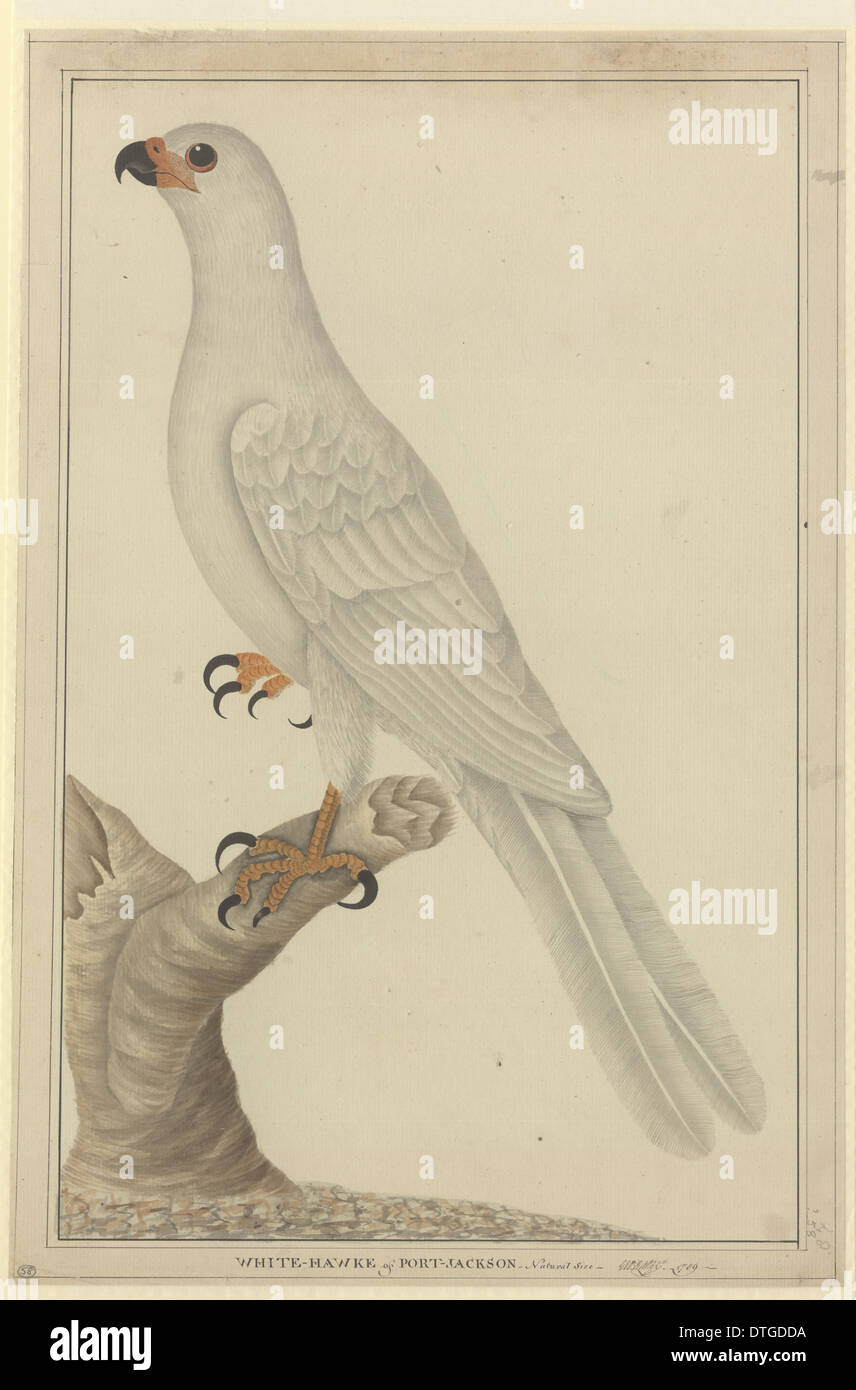 Accipiter hiogaster hi-res stock photography and images - Alamy