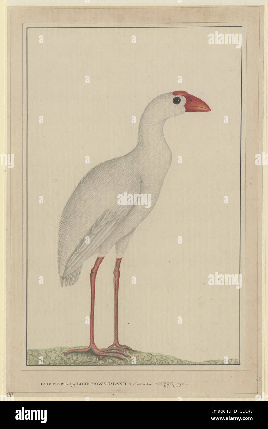 Porphyrio albus, Lord Howe swamphen Stock Photo Alamy