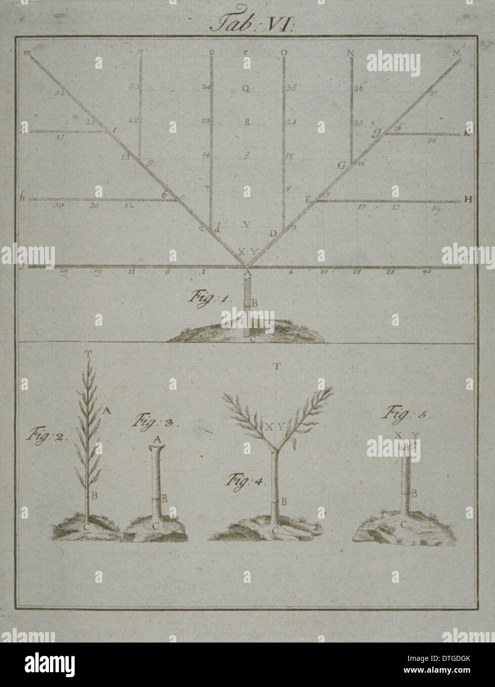 Stages in Pruning - 1 Stock Photo