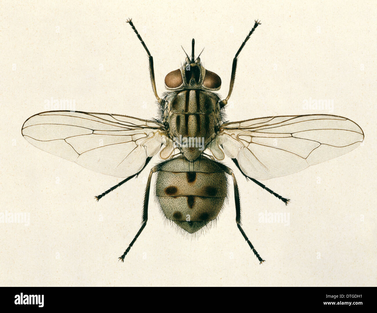 Stomoxys calcitrans, stable fly Stock Photo - Alamy