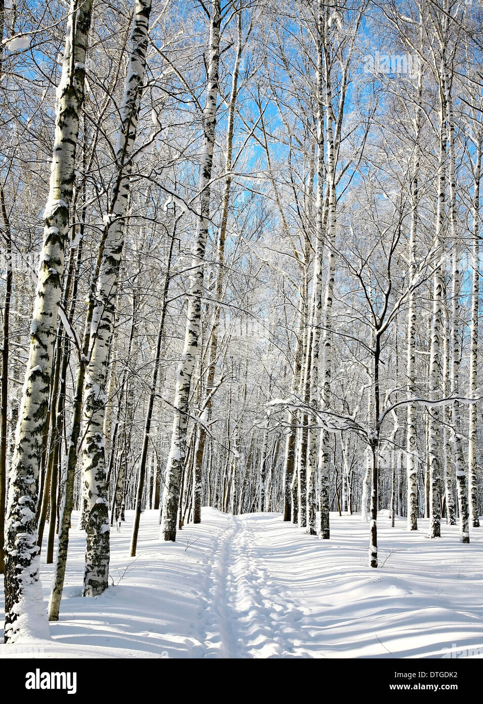 Ski run in winter birch grove Stock Photo