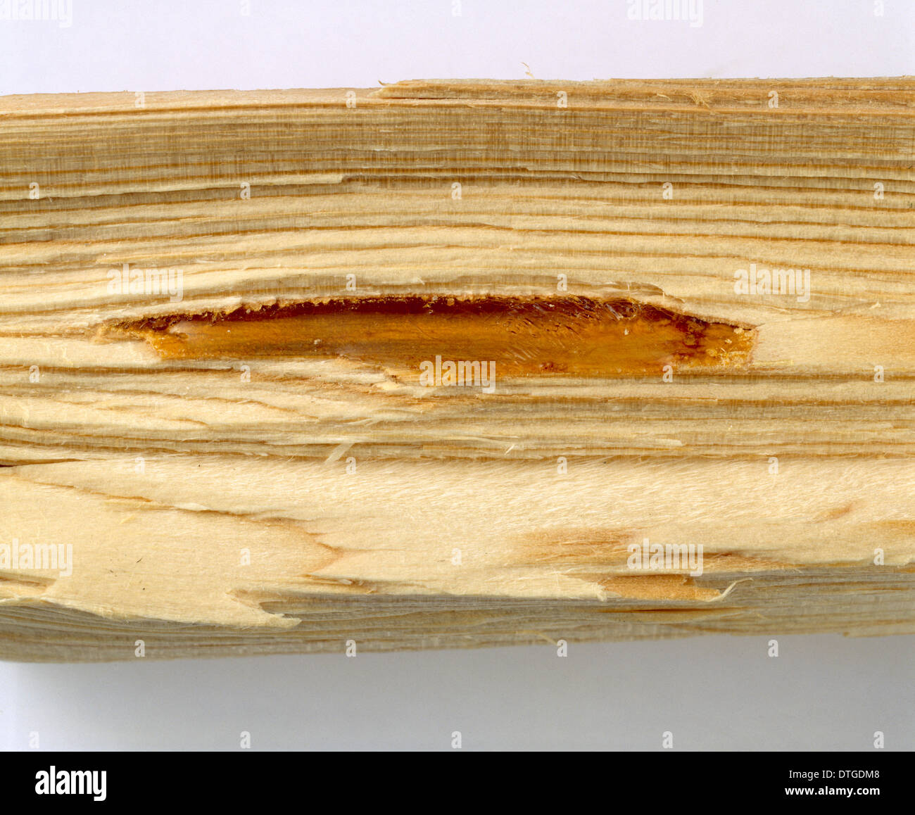 Pine wood with resin filled cavity Stock Photo