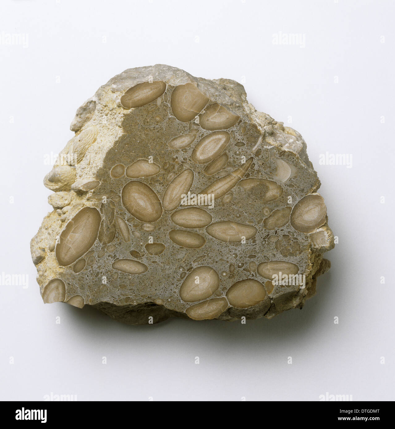 Foraminiferal limestone Stock Photo Alamy