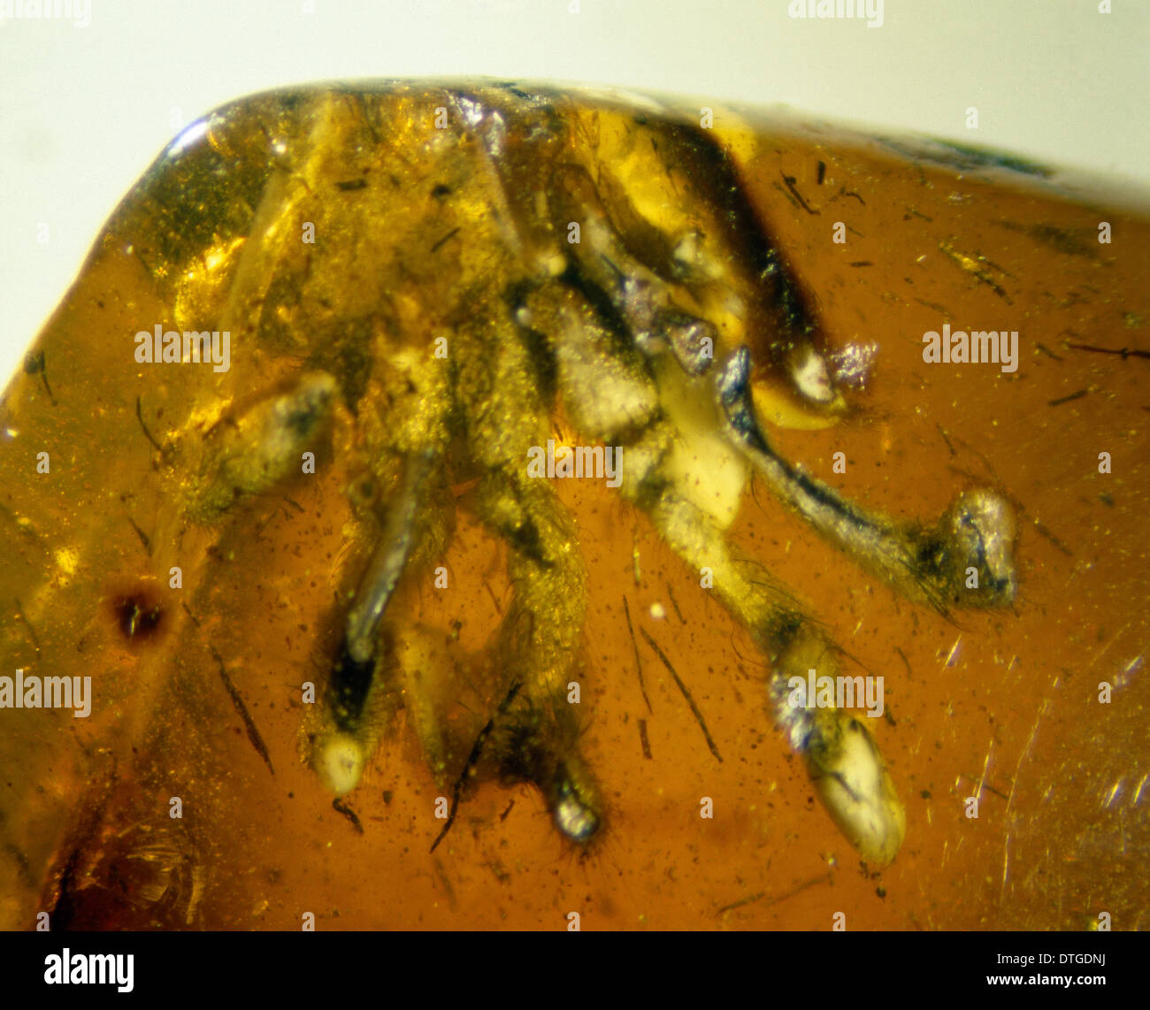 Isle of Wight amber Stock Photo Alamy