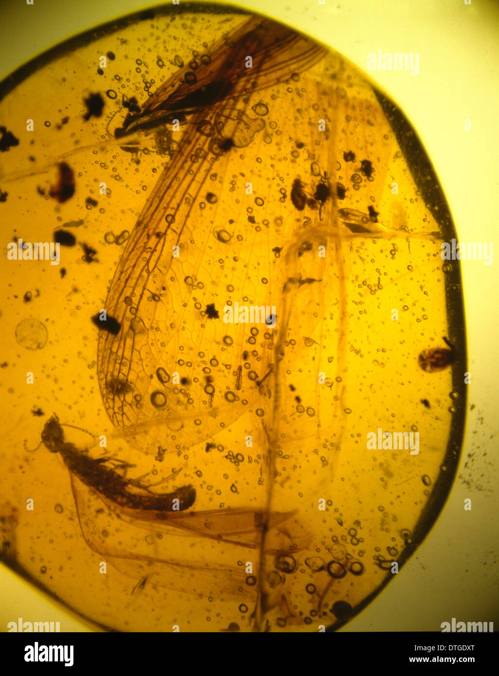 Termites in Dominican amber Stock Photo