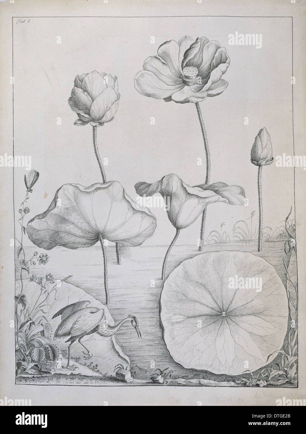 Nelumbo lutea, American lotus & Dionaea muscipula, venus fly-trap Stock Photo