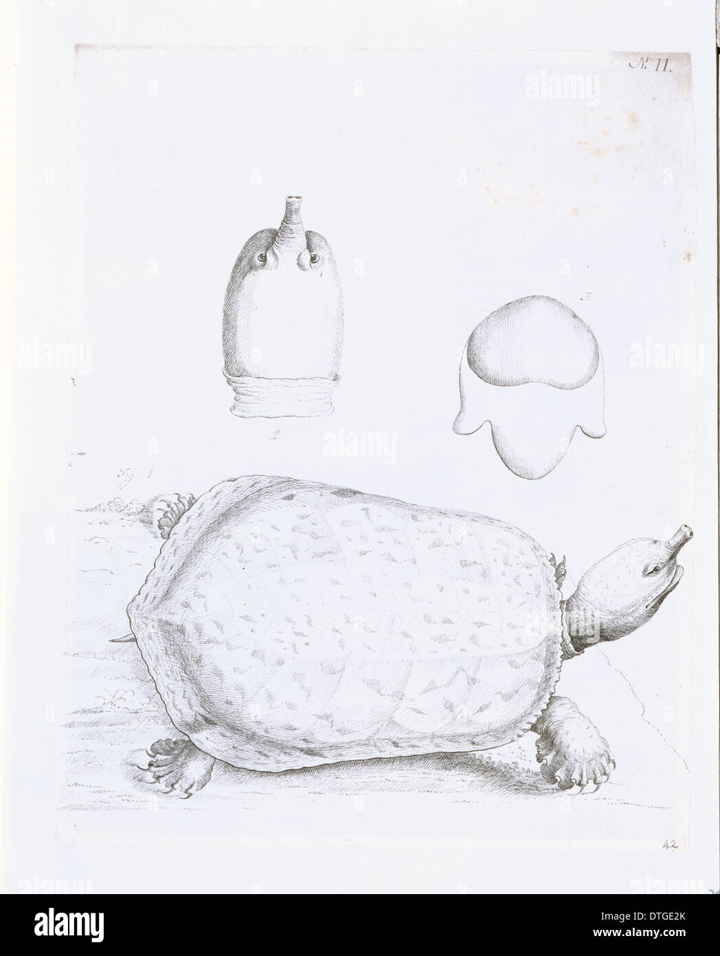 Namyda agassizii, soft shelled tortoise of Georgia Stock Photo