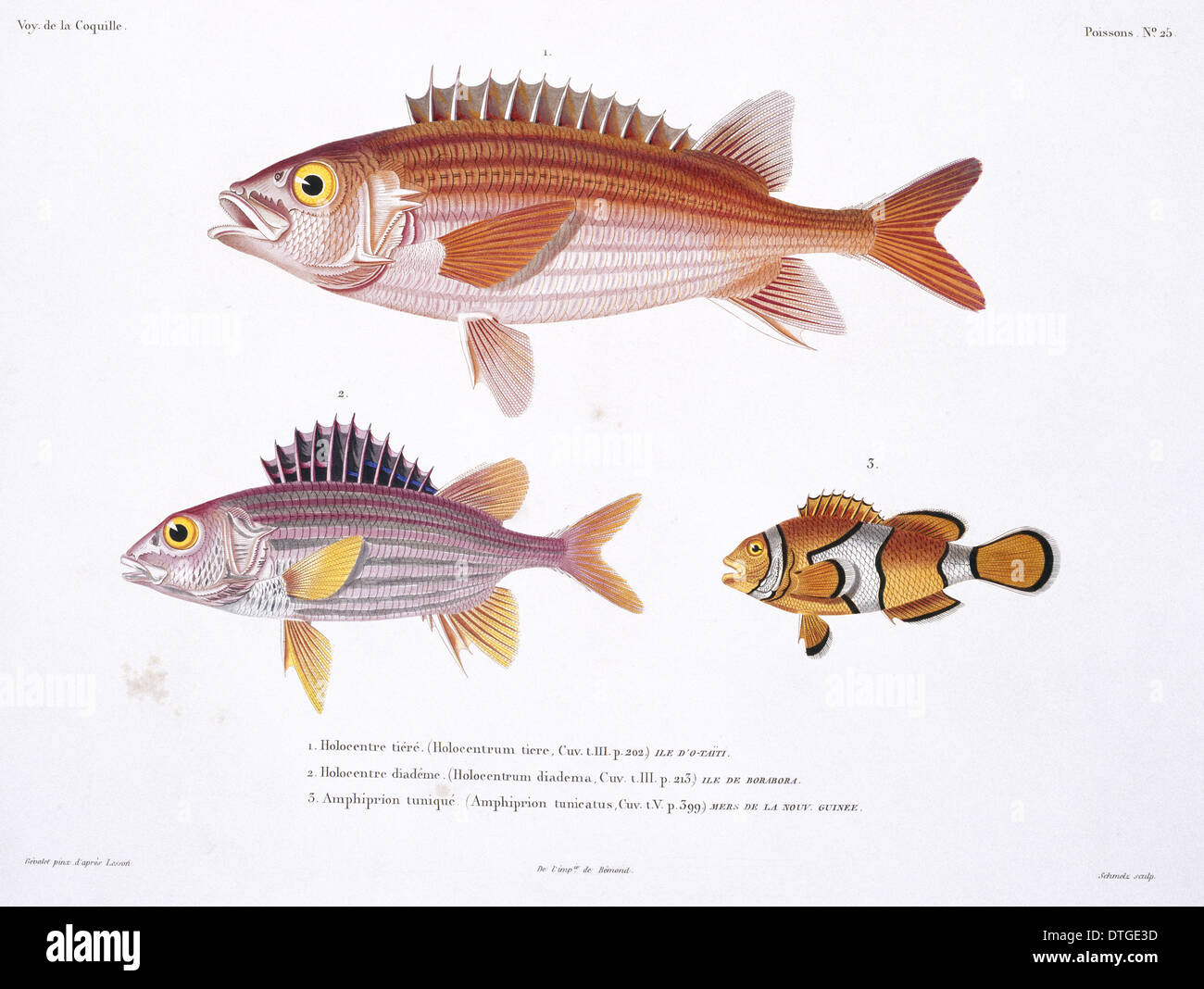 Sargocentron hastatum, red squirrelfish, Amphiprion percula, clown anemonefish Stock Photo