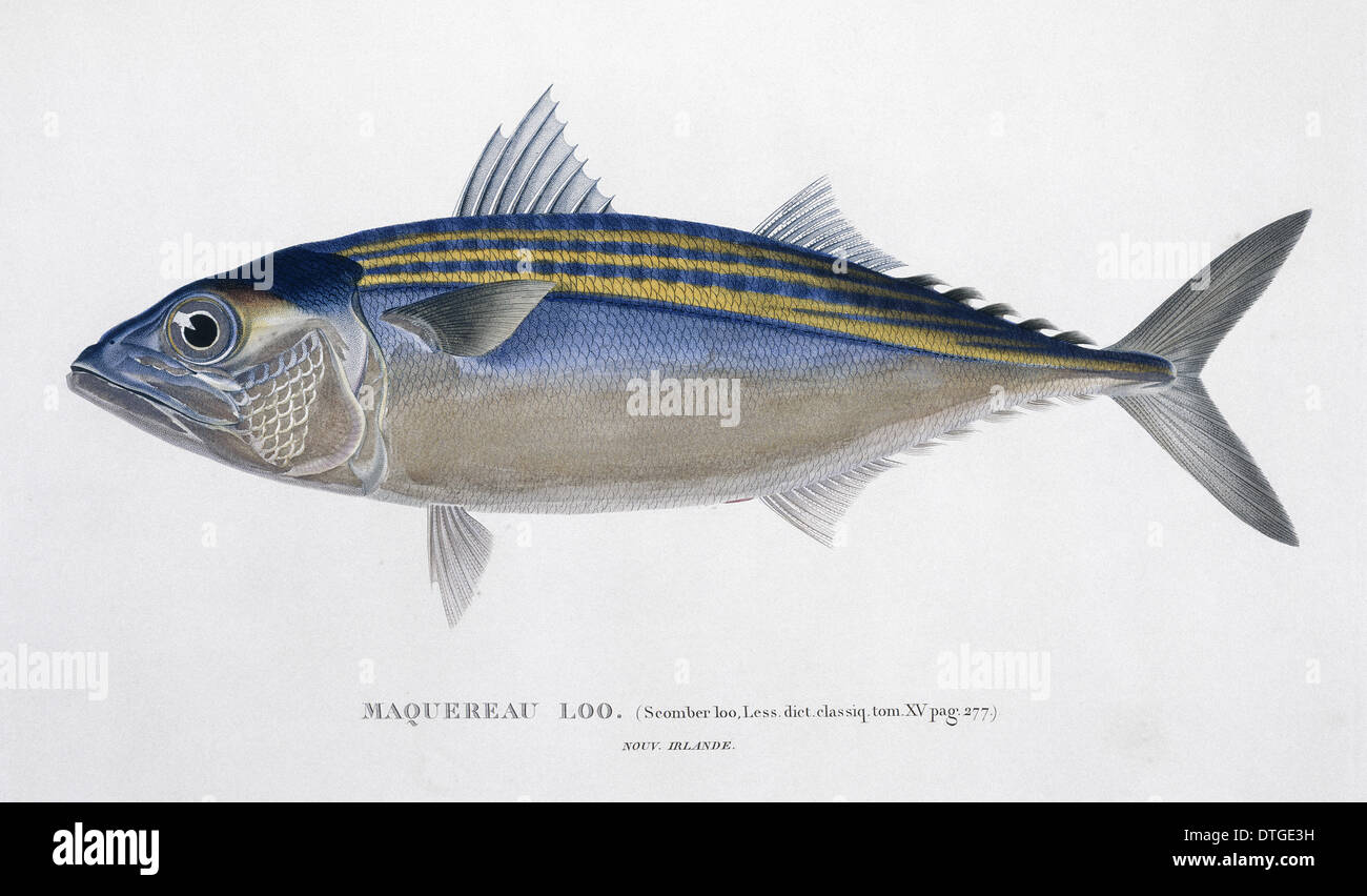 Rastrelliger kanagurta, Indian mackerel Stock Photo