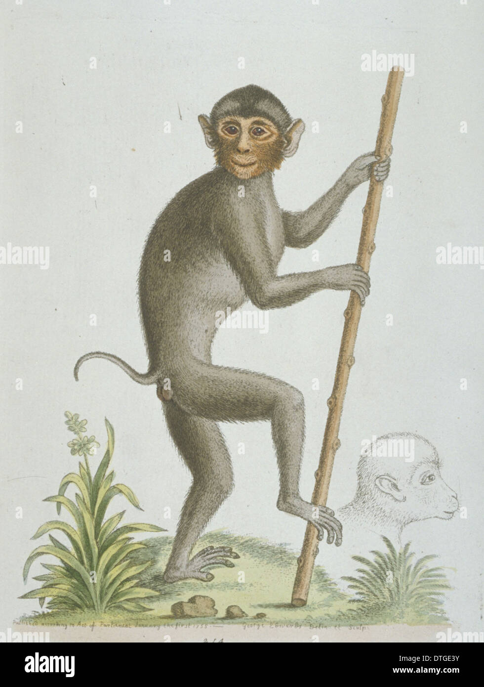Simias sp., pig-tailed monkey from Sumatra Stock Photo